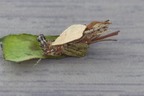 Proutia betulina